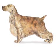 engelse cocker spaniel